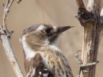 Japanese Pygmy Woodpecker 岡山旭川 Thu, 3/18/2021