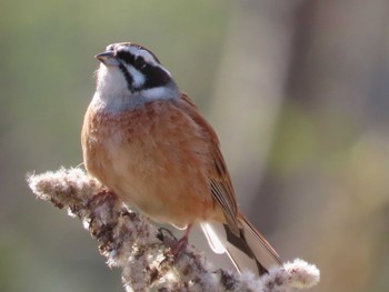 Meadow Bunting 岡山旭川 Thu, 3/18/2021