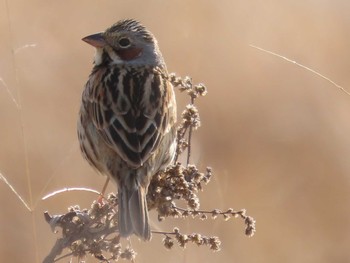 Chestnut-eared Bunting 岡山旭川 Thu, 3/18/2021