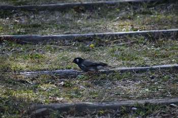 2021年3月18日(木) 千里万博記念公園の野鳥観察記録