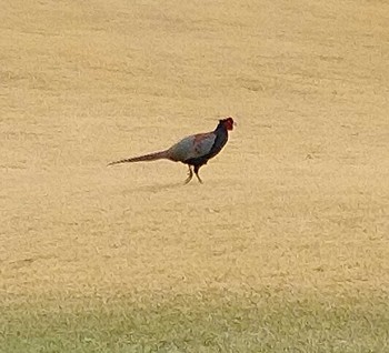 Green Pheasant 千葉　ゴルフ場 Thu, 3/18/2021