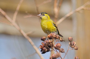 マヒワ 馬見丘陵公園 2021年3月15日(月)