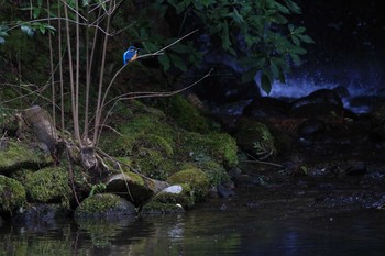 Common Kingfisher Kenrokuen Tue, 2/23/2021