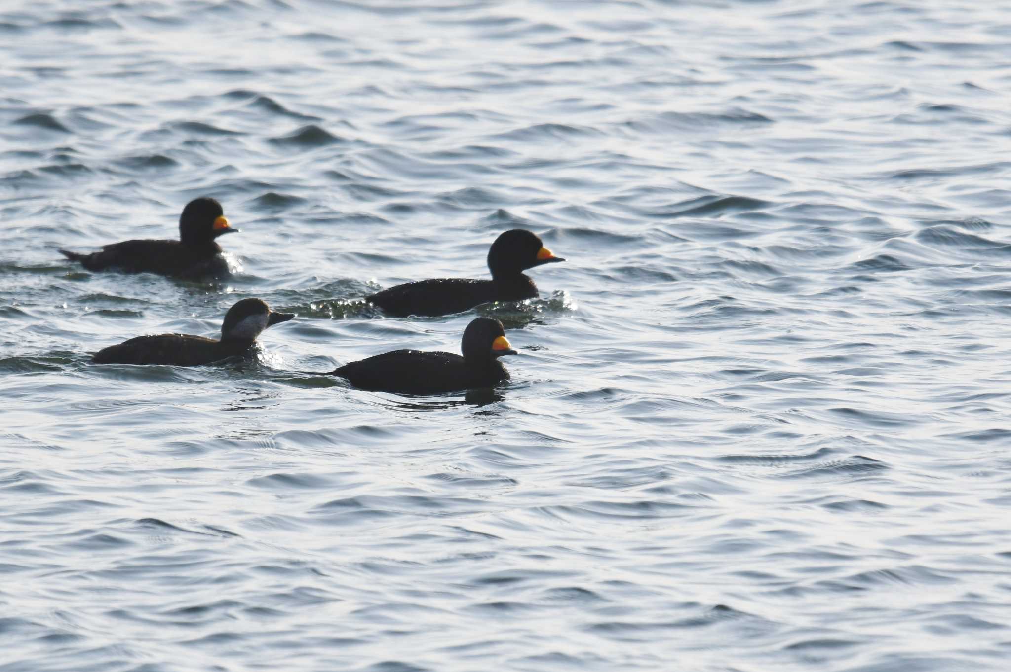 Photo of Black Scoter at 習志野親水護岸 by あひる