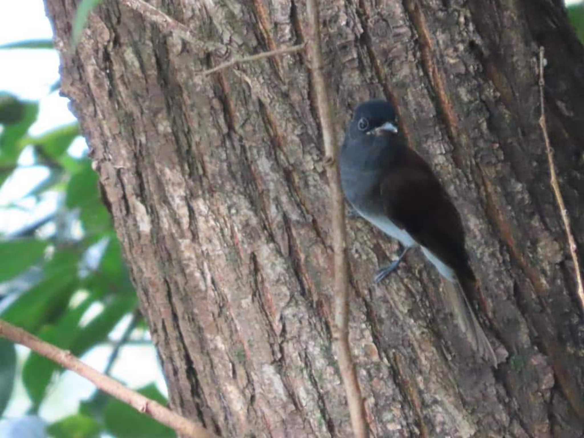 Photo of Black Paradise Flycatcher at 岡山後楽園 by タケ