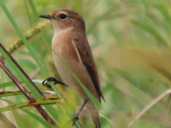 Amur Stonechat 岡山旭川 Unknown Date