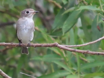 Asian Brown Flycatcher 岡山旭川 Unknown Date