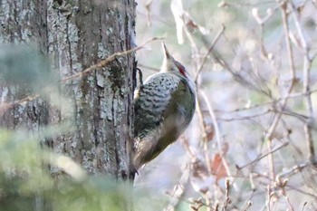 2021年3月18日(木) こども自然公園 (大池公園/横浜市)の野鳥観察記録