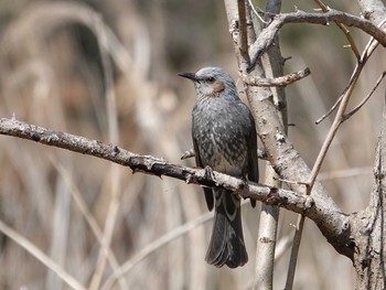 Brown-eared Bulbul Kitamoto Nature Observation Park Thu, 3/18/2021