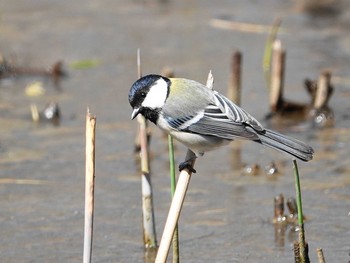 Japanese Tit Kitamoto Nature Observation Park Thu, 3/18/2021