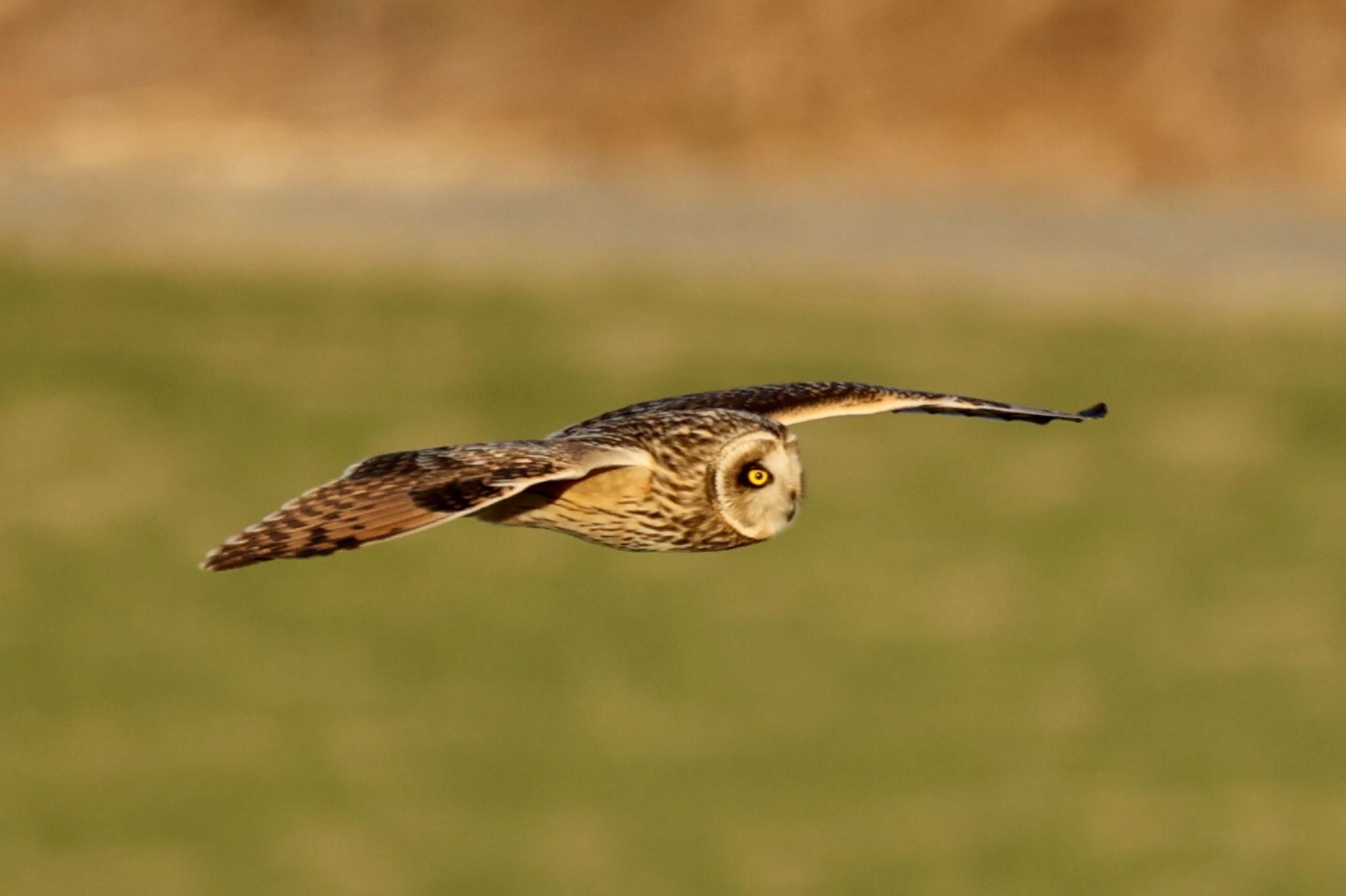 埼玉県 コミミズクの写真 by なおんなおん