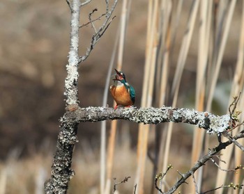 カワセミ 岐阜県 2017年2月4日(土)