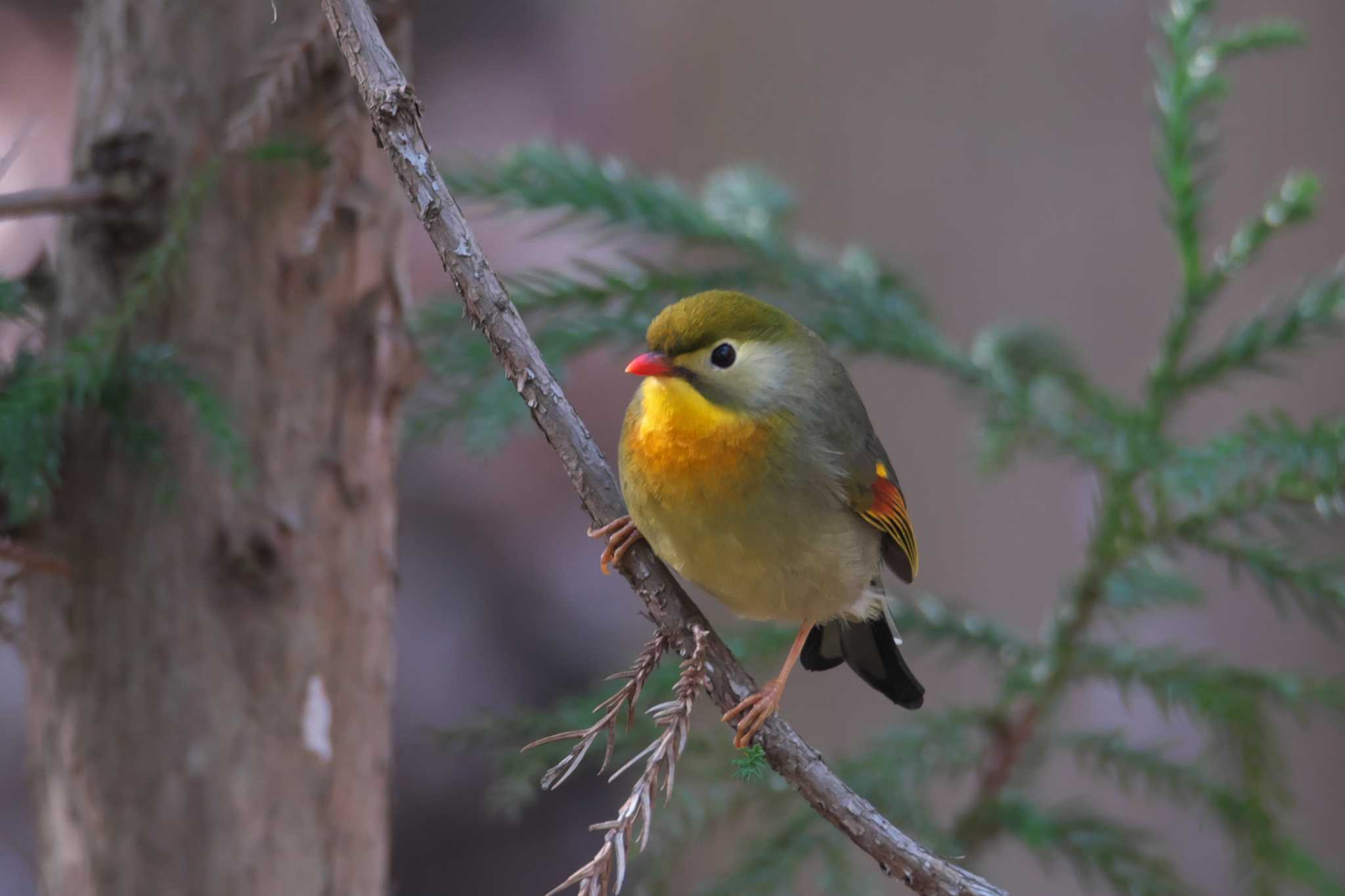 西宮市 ソウシチョウの写真 by img.tko.pict