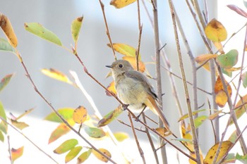 ジョウビタキ 兵庫県 2020年11月6日(金)