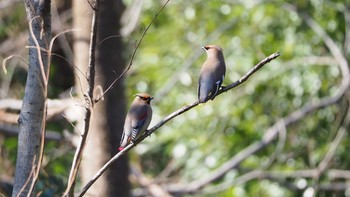 Japanese Waxwing Ooaso Wild Bird Forest Park Sun, 3/14/2021