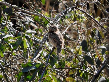 Eurasian Wryneck 愛知県 Sat, 2/4/2017