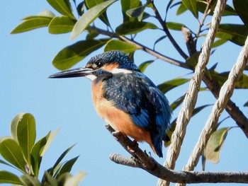 Common Kingfisher 愛知県 Sat, 2/4/2017