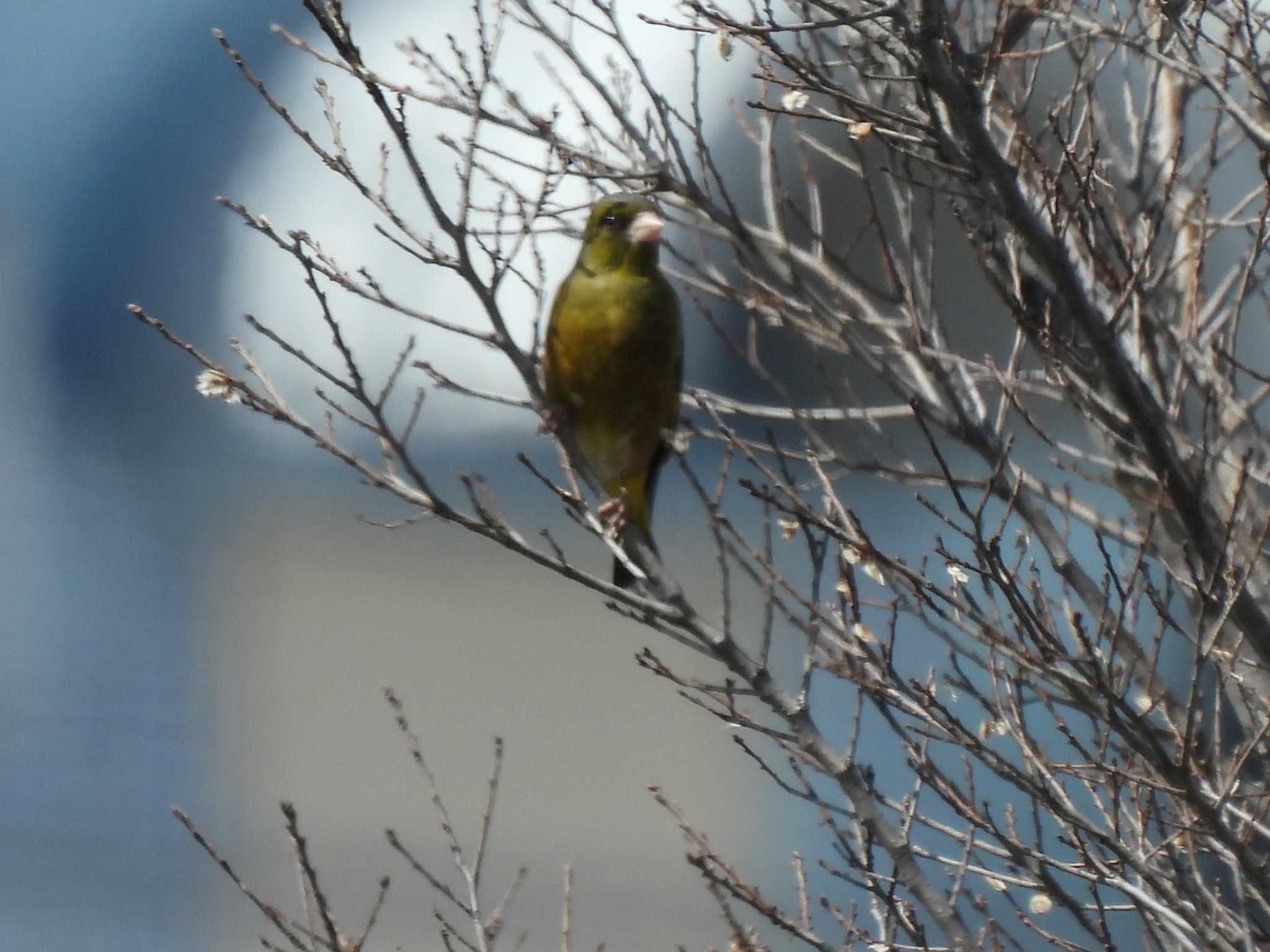 カワラヒワ