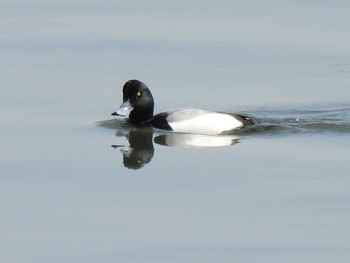 2021年3月18日(木) 藤前干潟の野鳥観察記録