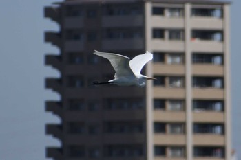 ダイサギ 藤前干潟 2021年3月18日(木)