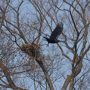 Carrion Crow 東京都 Thu, 3/18/2021