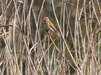 2021年3月18日(木) 弥富野鳥園の野鳥観察記録