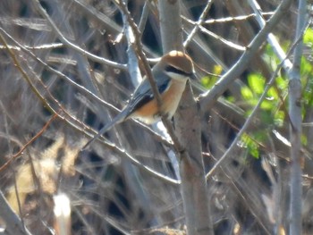 モズ 弥富野鳥園 2021年3月18日(木)