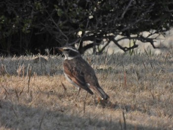 ツグミ 弥富野鳥園 2021年3月18日(木)