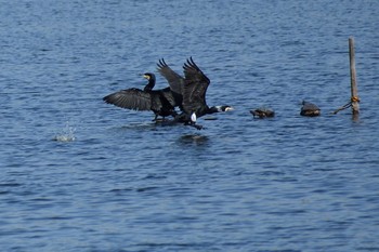 カワウ 弥富野鳥園 2021年3月18日(木)