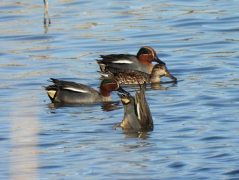 コガモ 弥富野鳥園 2021年3月18日(木)