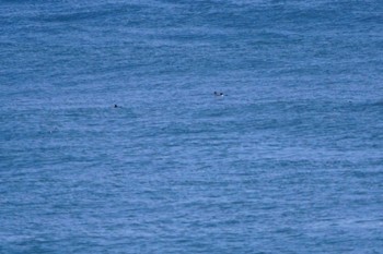 クロガモ 茨城県 2021年3月4日(木)