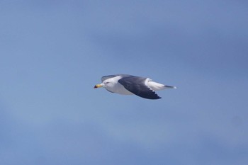 ウミネコ 茨城県 2021年3月4日(木)