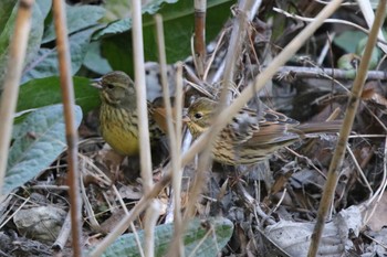 Masked Bunting 行徳野鳥保護区 Sun, 2/28/2021