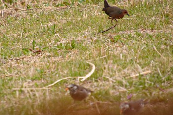 2021年3月12日(金) 城沼の野鳥観察記録