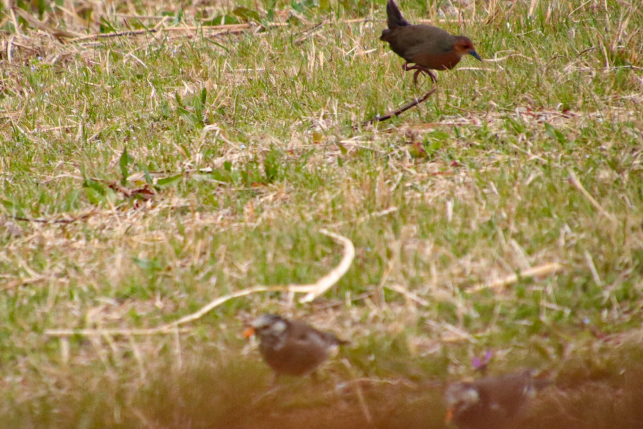 Ruddy-breasted Crake