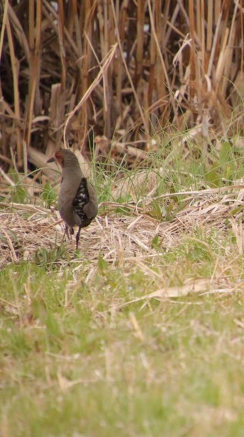 Ruddy-breasted Crake 城沼 Fri, 3/12/2021