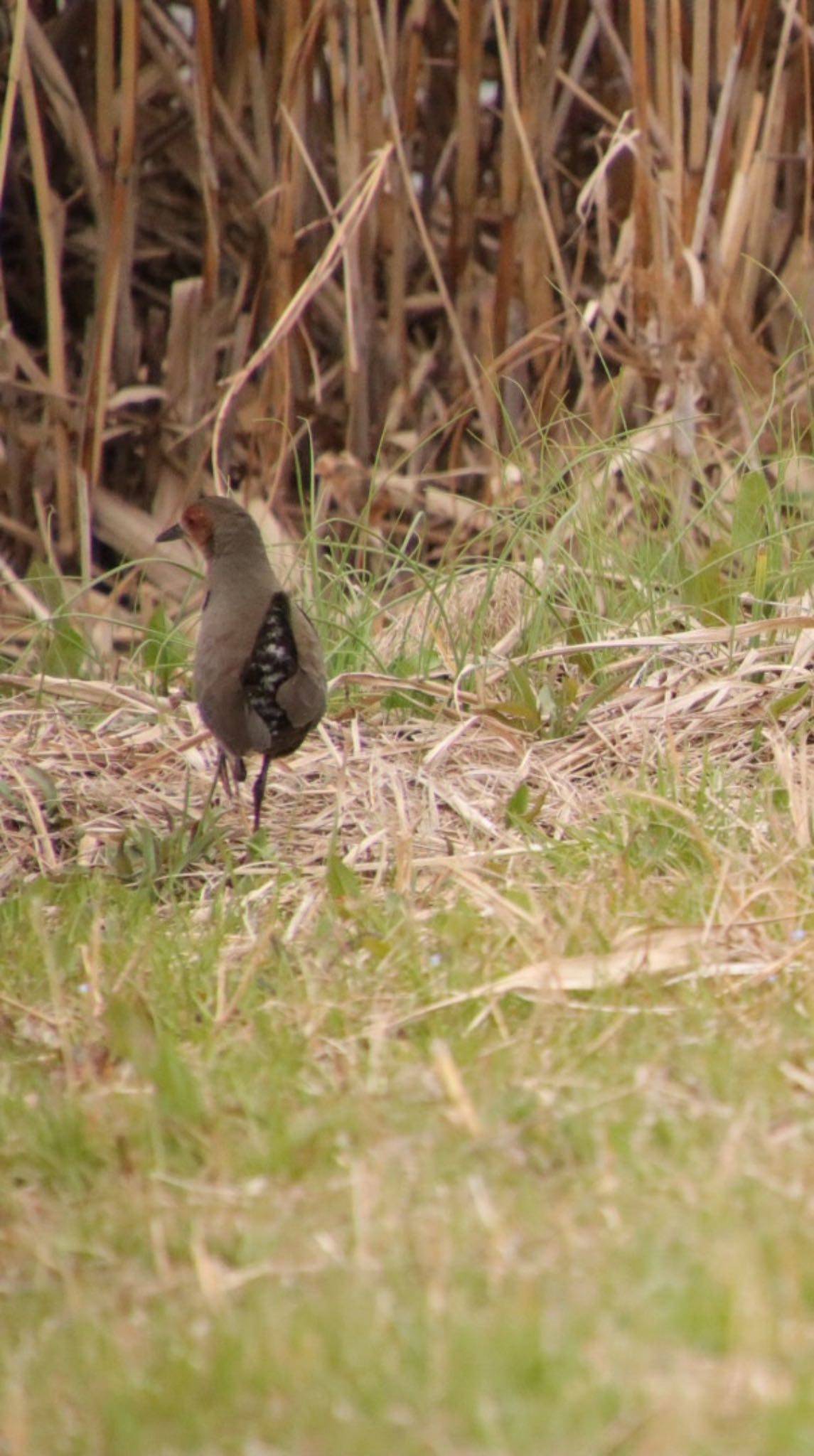 Ruddy-breasted Crake