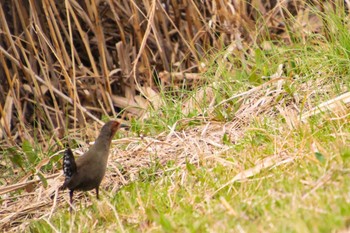 Ruddy-breasted Crake 城沼 Fri, 3/12/2021