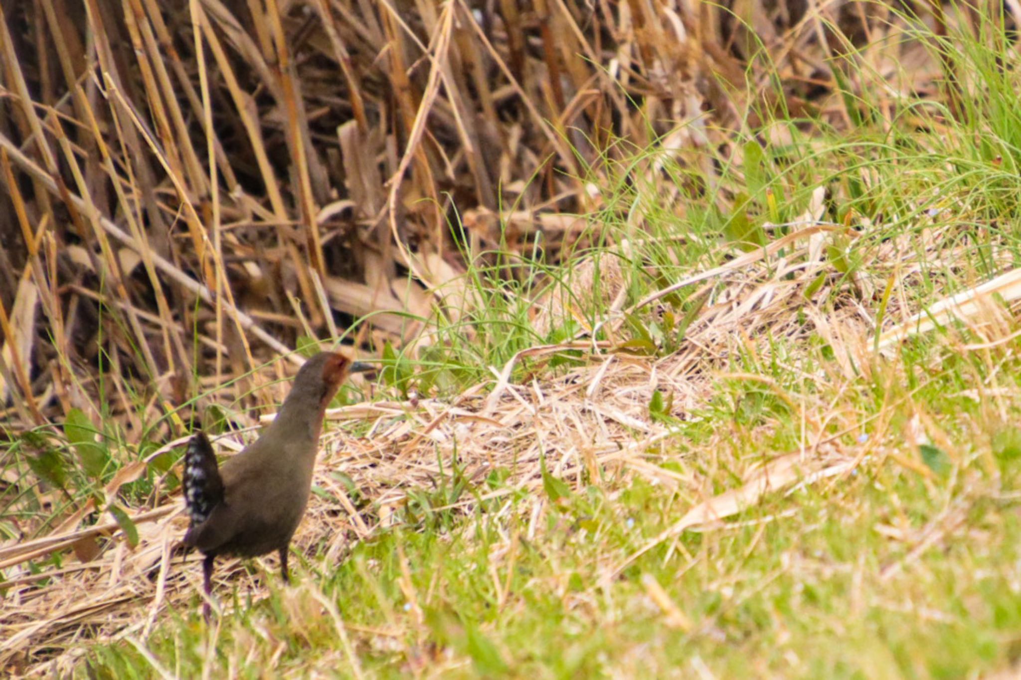 Ruddy-breasted Crake