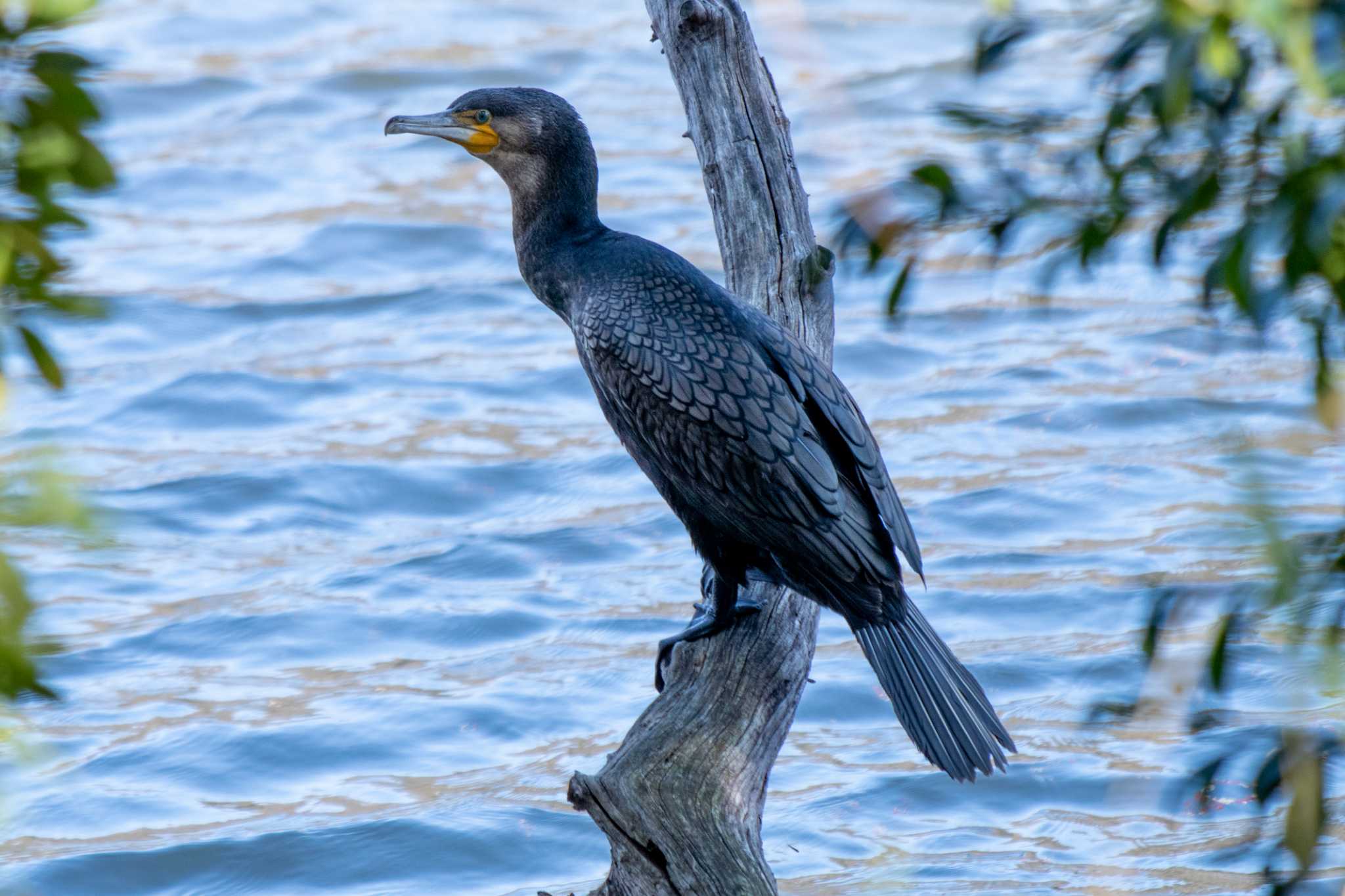 Great Cormorant