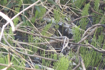 2021年3月18日(木) 愛知県知多市社山１丁目 34°59'46.7" 136°53'22.6"の野鳥観察記録