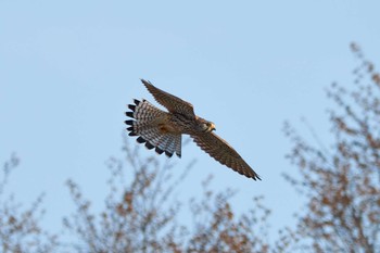 チョウゲンボウ 東京都 2019年3月26日(火)