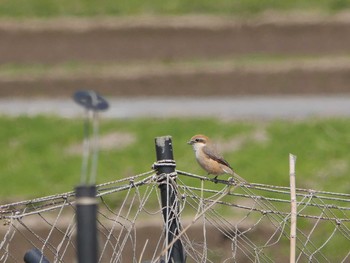 Bull-headed Shrike 小櫃川（千葉県木更津市） Thu, 3/18/2021