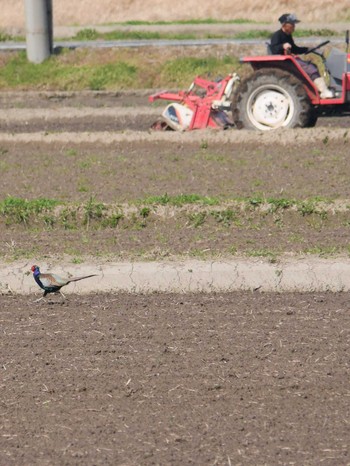 Green Pheasant 小櫃川（千葉県木更津市） Thu, 3/18/2021