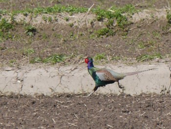 Green Pheasant 木更津市畔戸 Thu, 3/18/2021