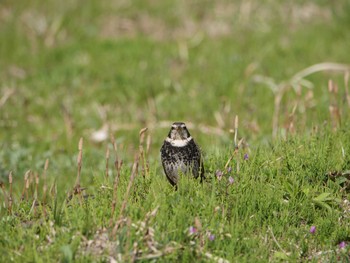 Dusky Thrush 小櫃川（千葉県木更津市） Thu, 3/18/2021