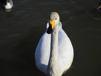 Whooper Swan 田尻池 Sat, 2/4/2017