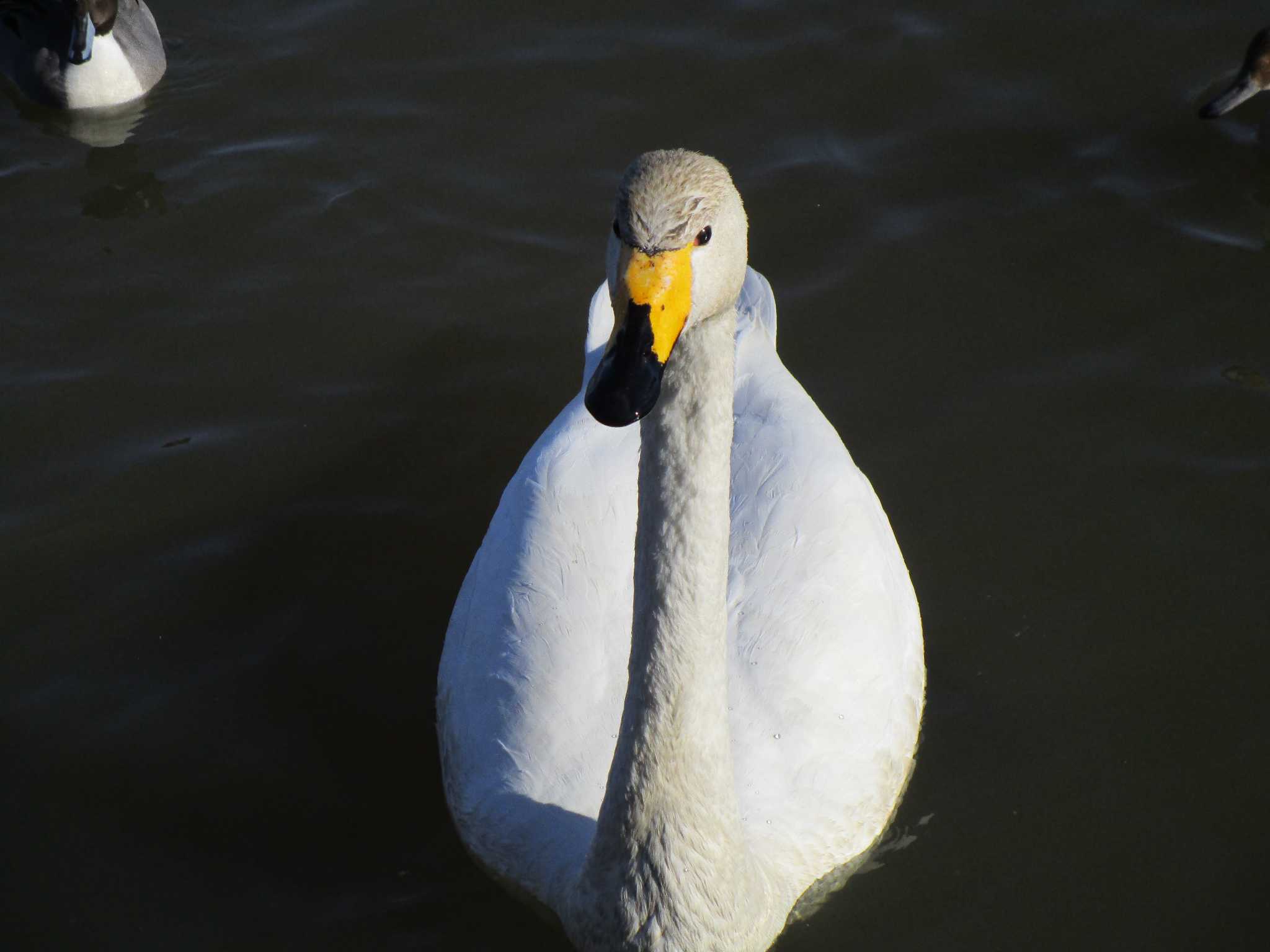 Photo of Whooper Swan at 田尻池 by nari