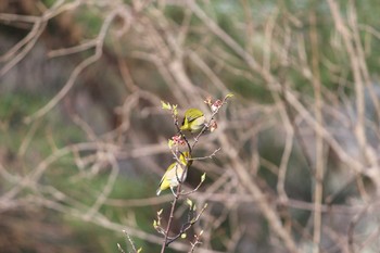 2021年3月19日(金) 石神井公園の野鳥観察記録