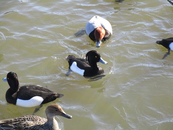 Tufted Duck 田尻池 Sat, 2/4/2017